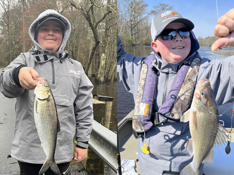 shad and perch in the river