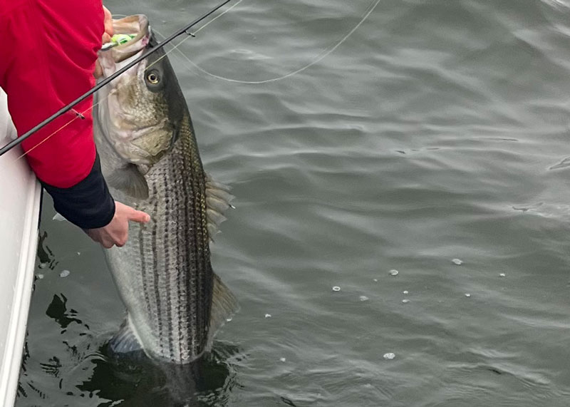 tangier sound fishing