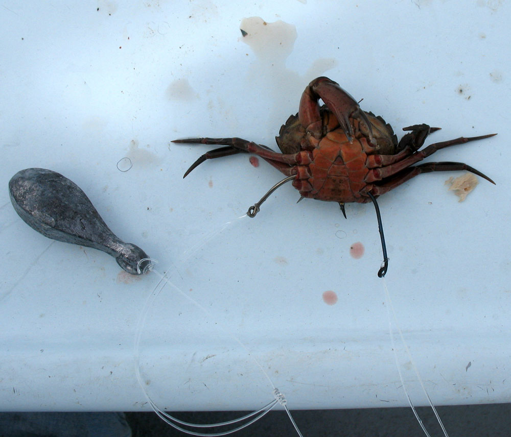 green crab fishing bait