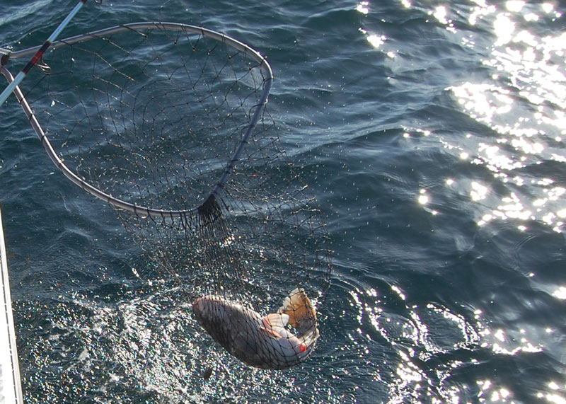 netting a tautog