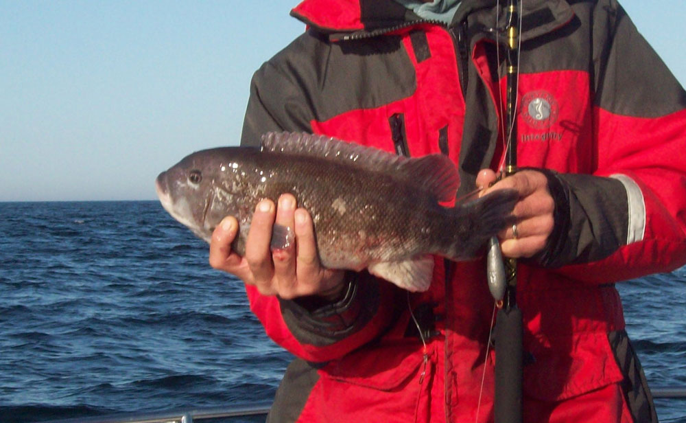 tautog fishing the mid atlantic