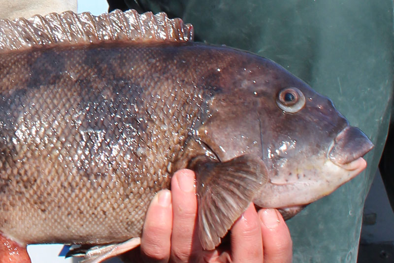 tautog caught by an angler