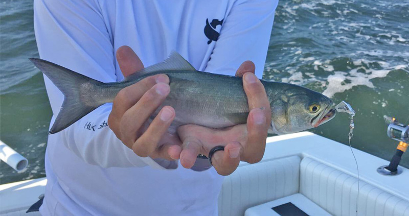 bluefish caught trolling