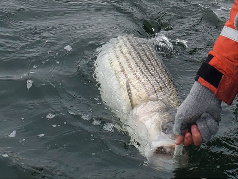 striped bass fishing Chesapeake bay