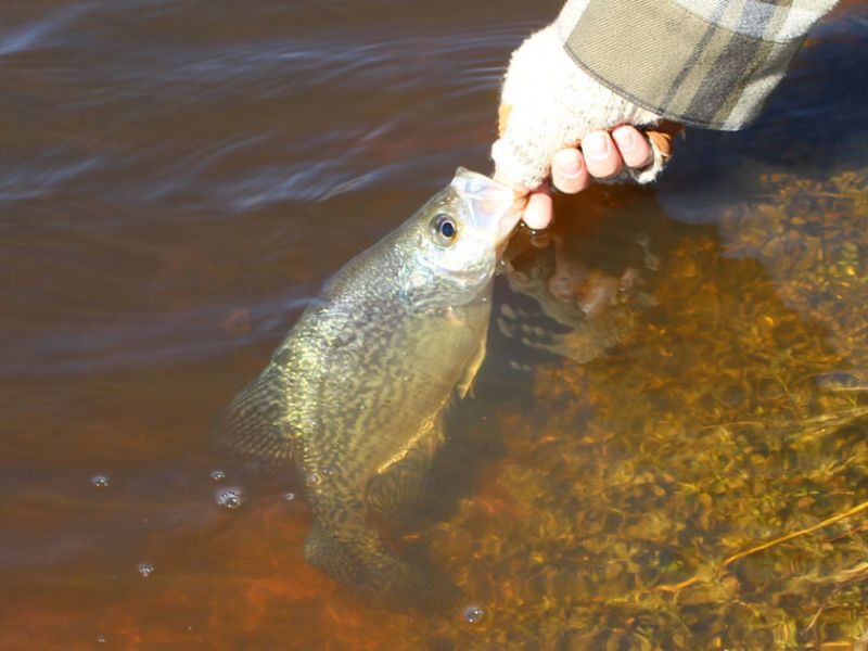 crappie winter fishing