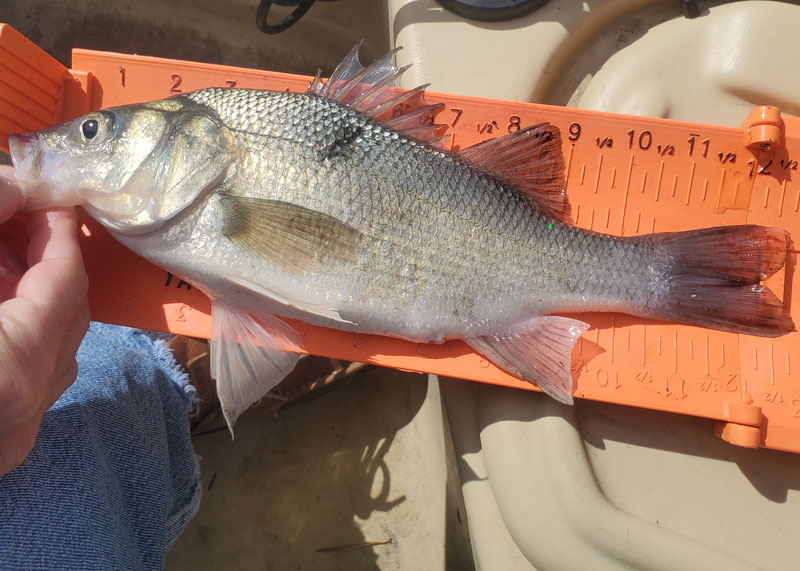 chunky white perch in the chesapeake