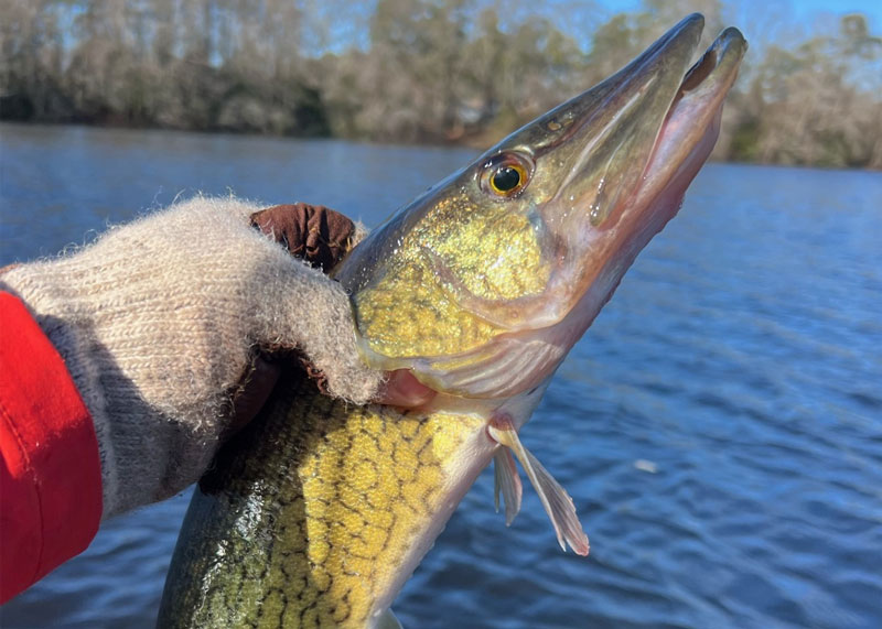 pickerel in the chesapeake tributary