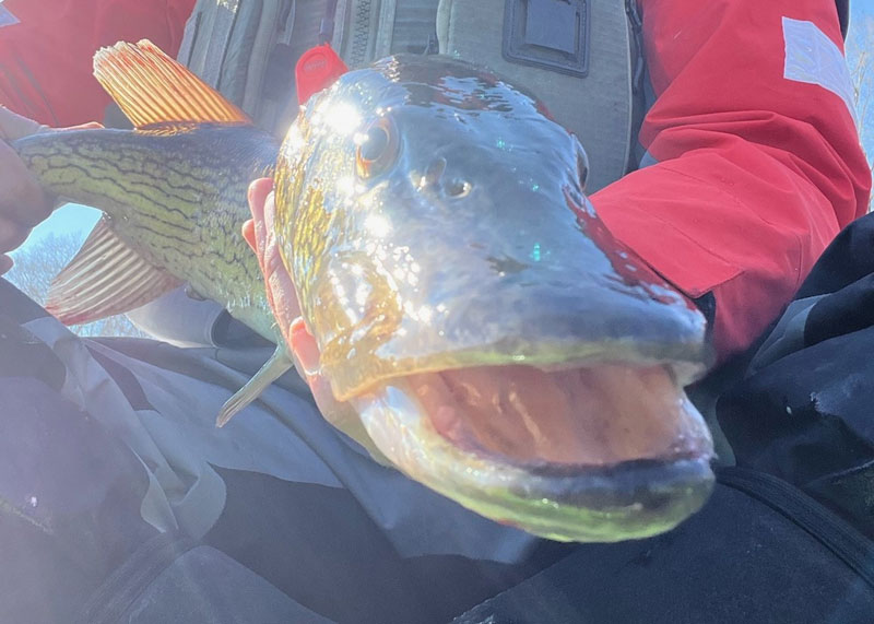 upper bay pickerel fishing in winter