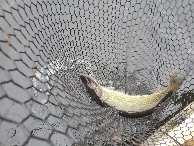 pickerel fish in the net