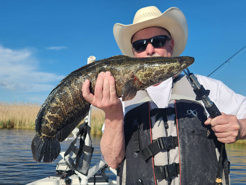 upper chesapeake bay snakehead fish