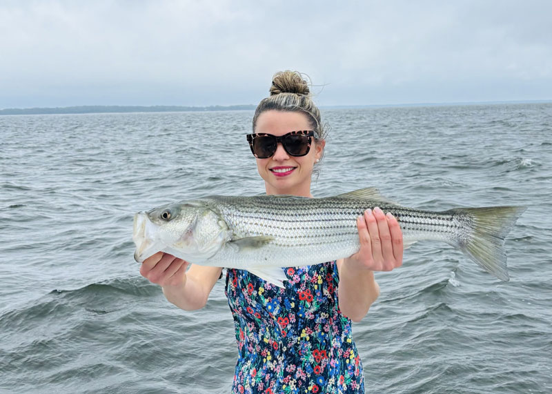 upper bay striped bass