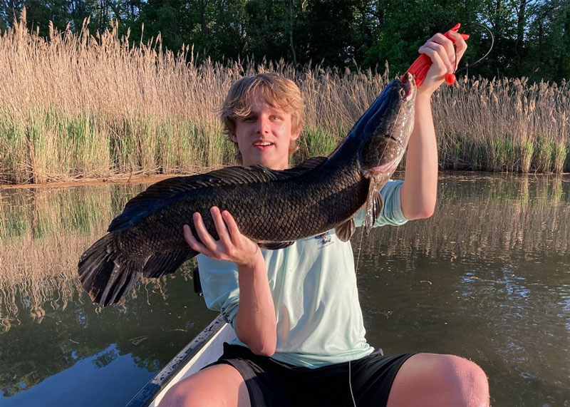 upper chesapeake bay snakehead