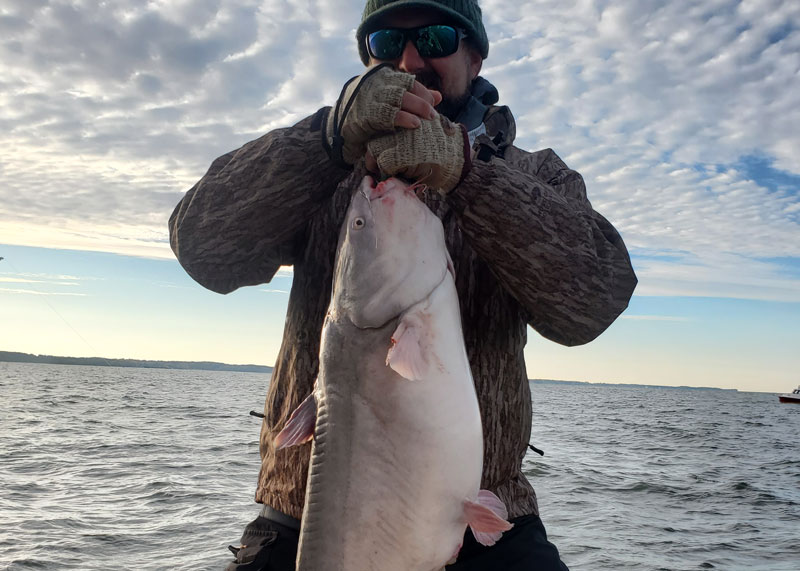 big upper bay blue catfish