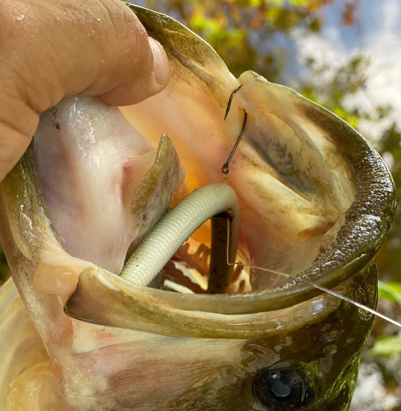 bass on a wacky rig