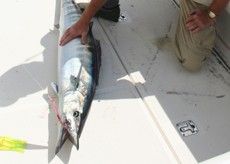 wahoo caught trolling