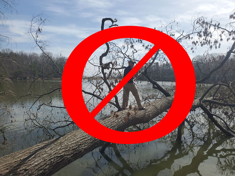 walking on a tree over the water