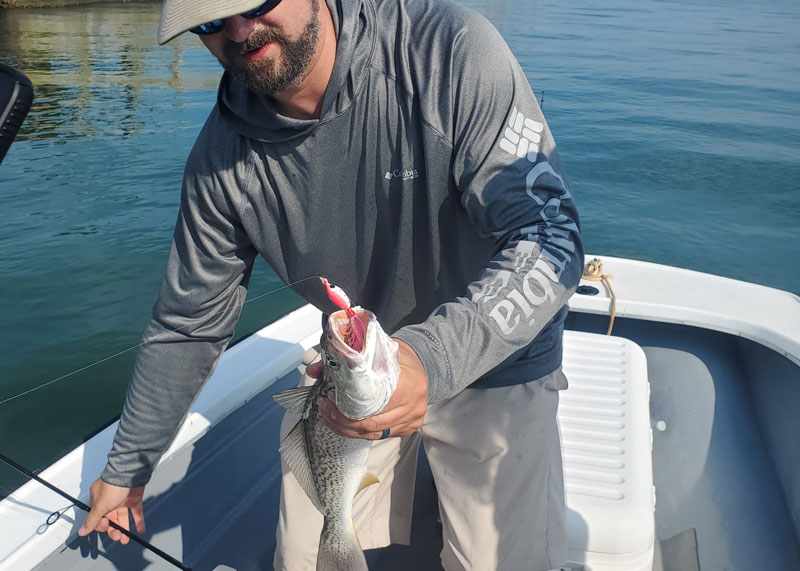 weakfish in the chesapeake bay