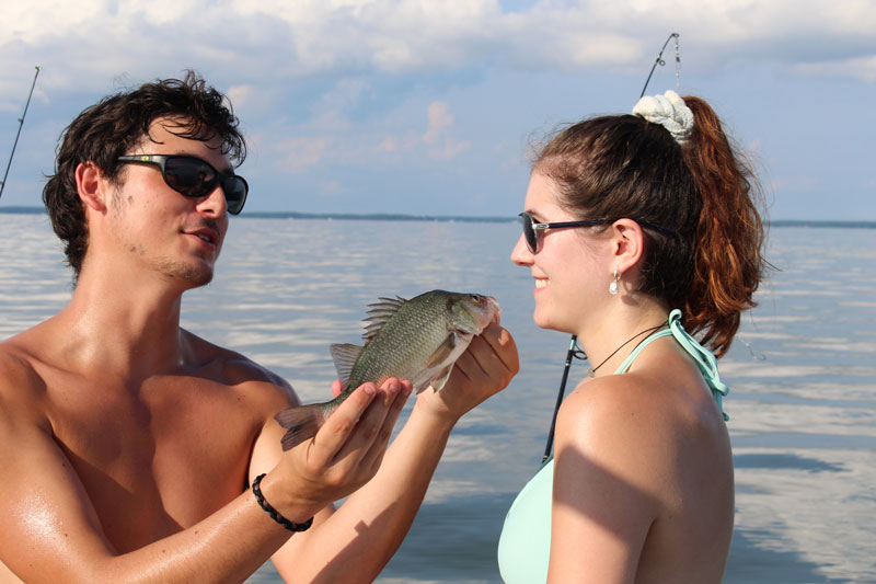 white perch fish