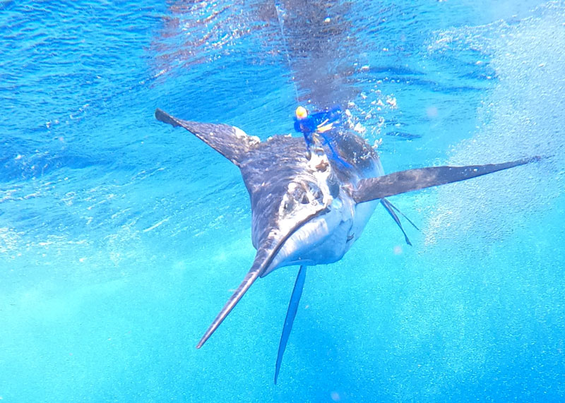 white marlin open fishing for whites