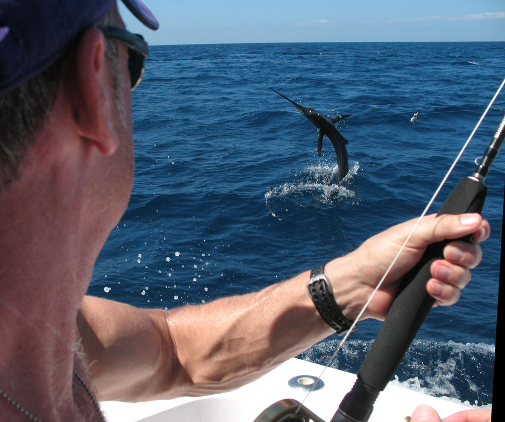 a white marlin jumping