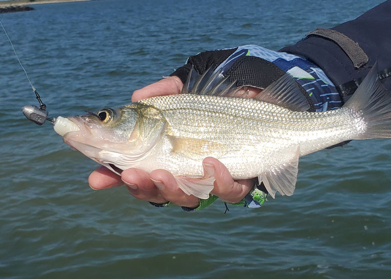 white perch on jig