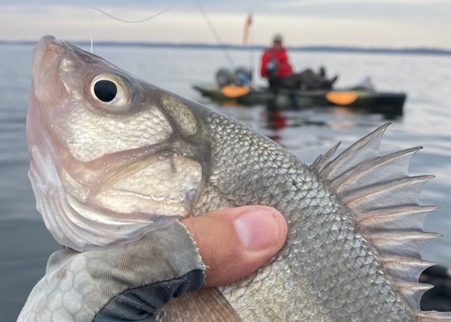 kayak fishing for white perch