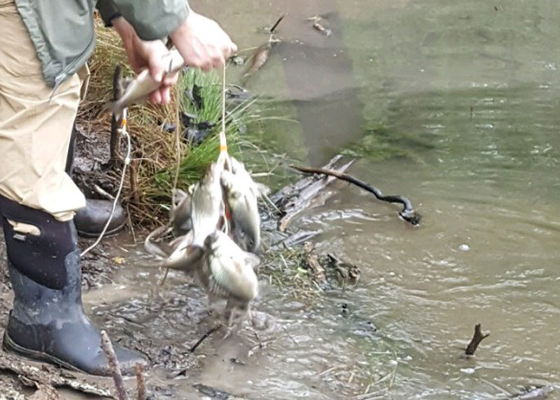 white perch on stringer