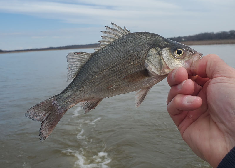 white perch fish fishing