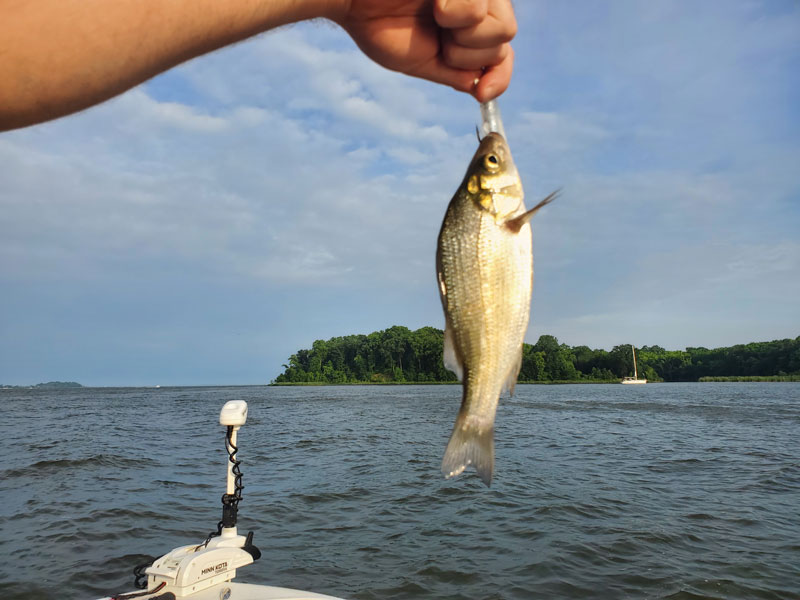 fishing for white perch in the bay