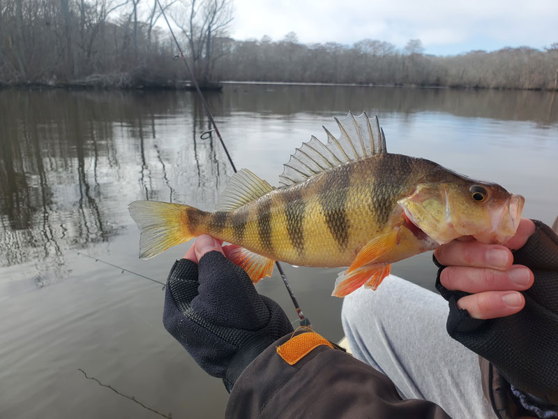 yellow perch fishing