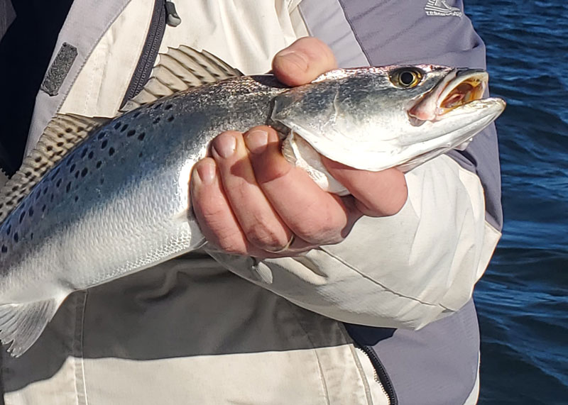 speckled trout in the winter