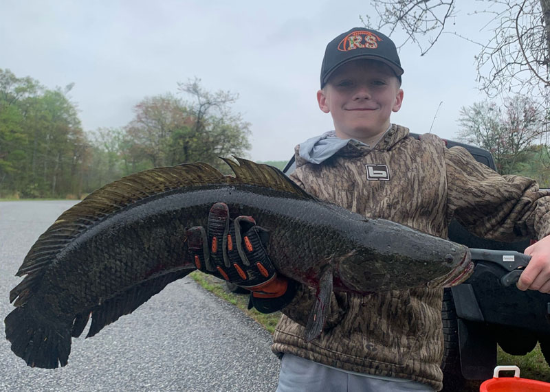 north chesapeake bay snakehead