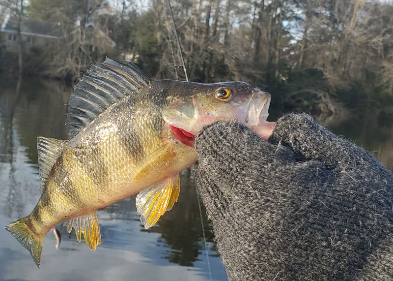 perch fishing in winter