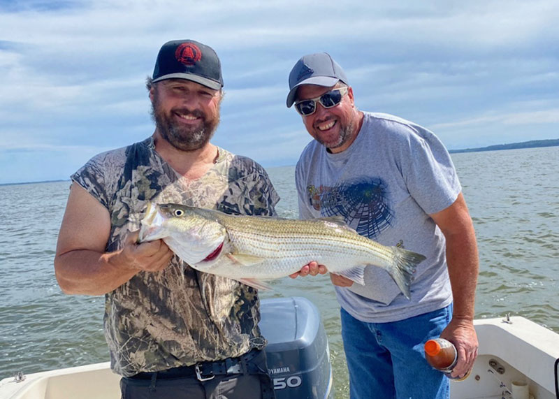 northern chesapeake rockfish