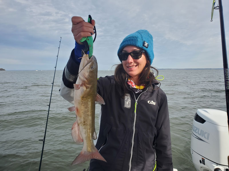 white catfish in the chesapeake bay