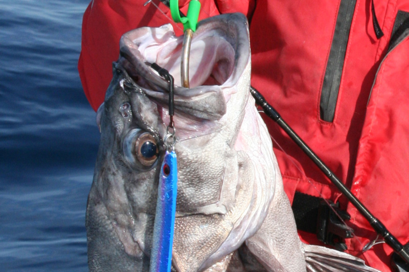 wreckfish caught on a boat in winter