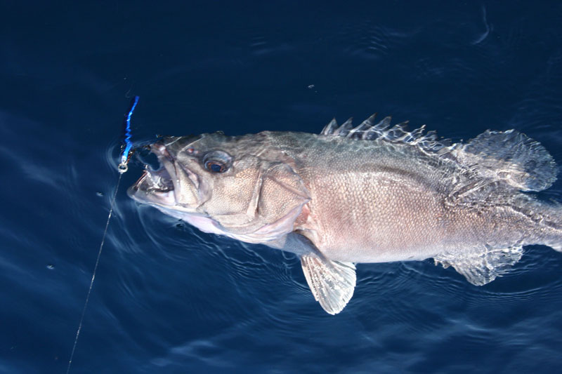 wreckfish on the line