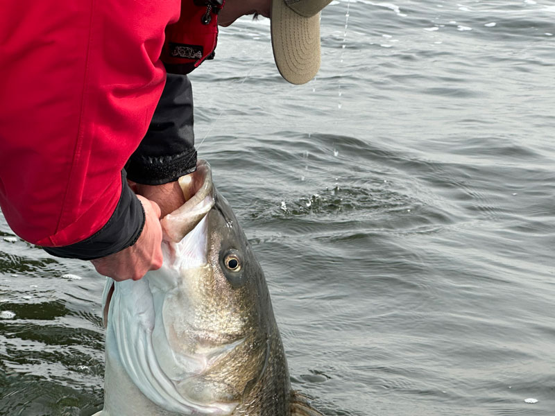 monster trophy rockfish