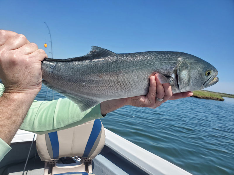 bluefish have arrived