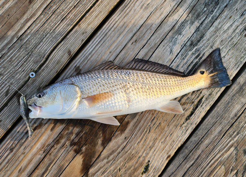 red drum in the nansemond river