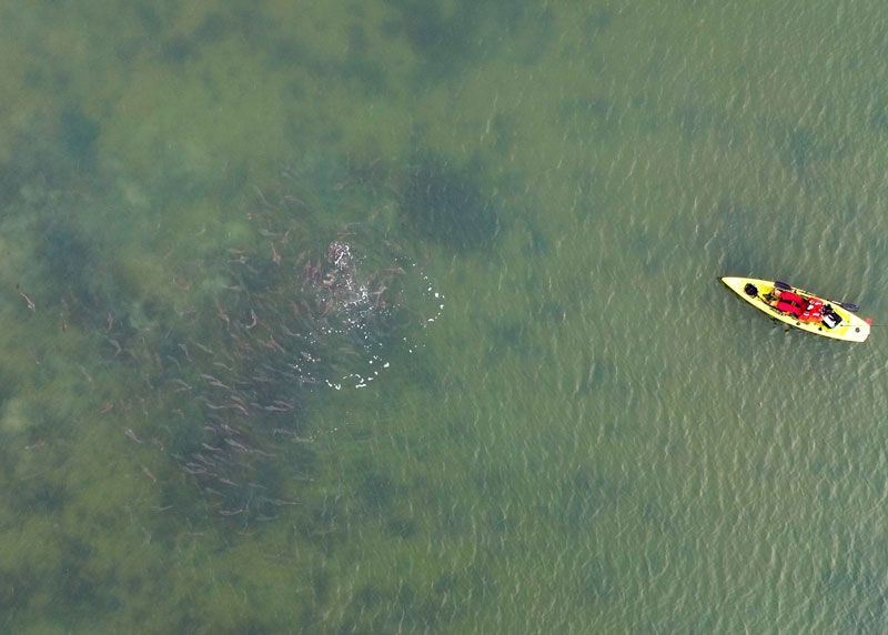 redfish in the shallows