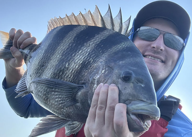 big sheepshead in the chesapeake