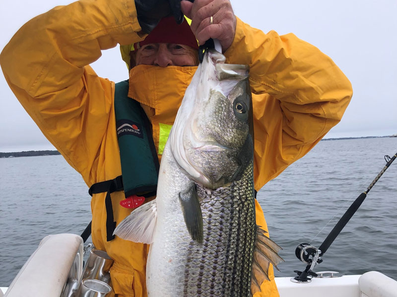 york river rockfish