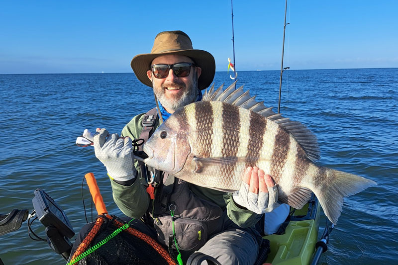 sheepshead in the southern chesapeake bay