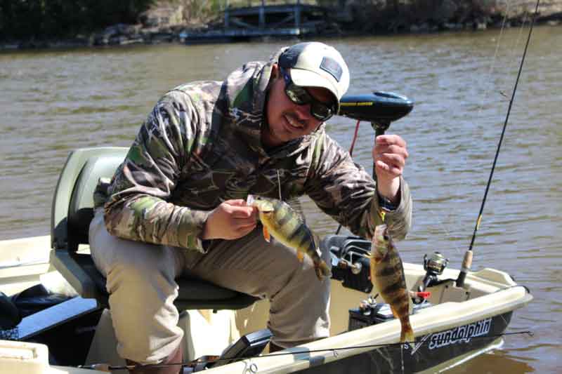 an angler with yellow perch he caught