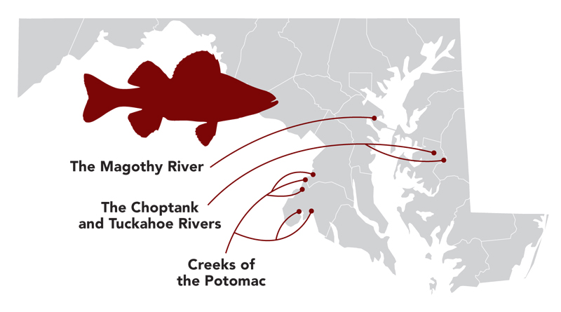 yellow perch hotspots