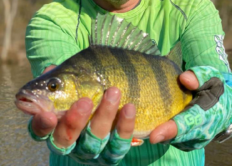 angler holds a yellow perch