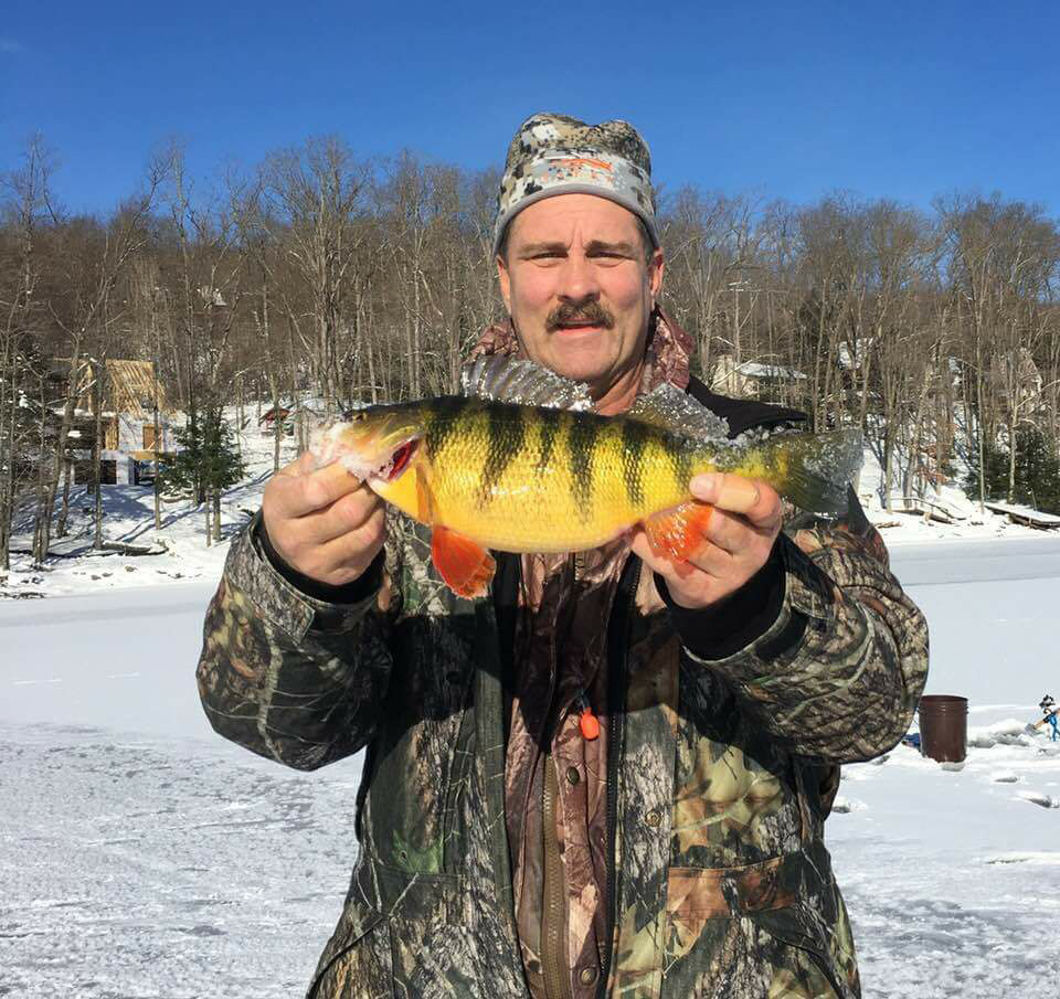 giant yellow perch