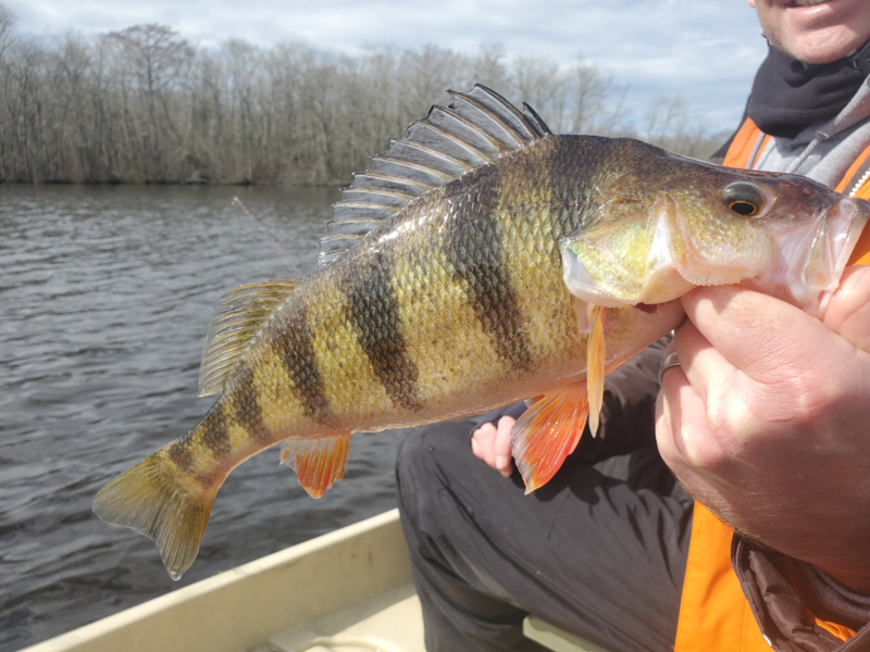 yellow perch fishing