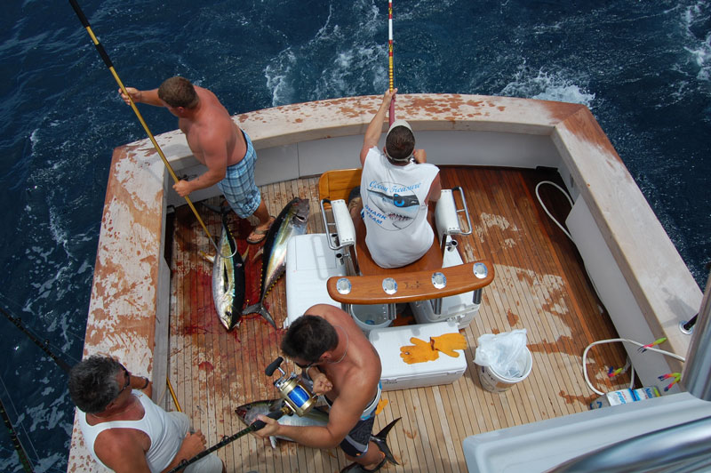 trolling for yellowfin tuna